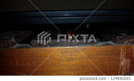 (Chrysomelidae), Leaf beetle (Chrysolina polita). This species lives on Lamiaceae in wetlands, such as lycope and round-leaved mint. 124692691