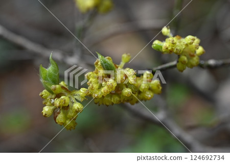 早春時節,山間盛開的迎春花 早春時節,山間盛開的迎春花 124692734
