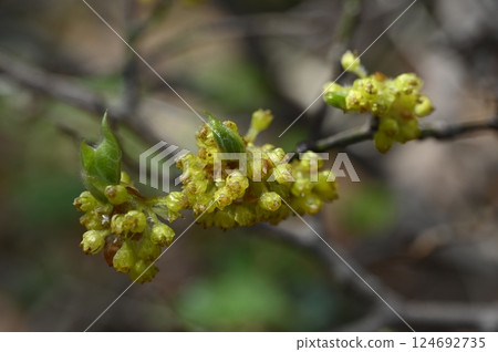 早春時節,山間盛開的迎春花 早春時節,山間盛開的迎春花 124692735