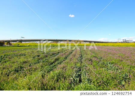 春天的見沼稻田與首都高速公路 124692754
