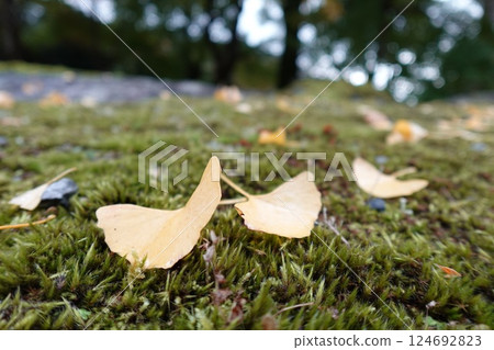 銀杏葉落在苔蘚上 124692823