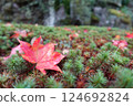 落在青苔的秋葉 124692824
