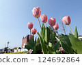 盛開著粉紅色鬱金香的公園 124692864