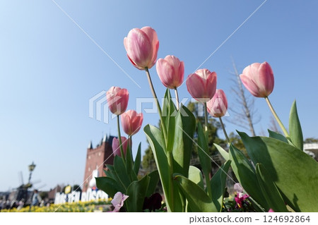 盛開著粉紅色鬱金香的公園 124692864