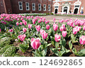 粉紅鬱金香場 124692865