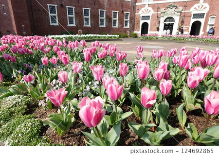 粉紅鬱金香場 124692865