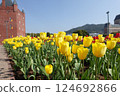 黃色鬱金香領域 124692866