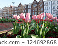 粉紅鬱金香場 124692868