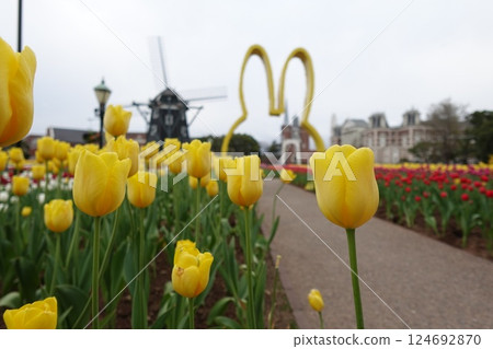 黃色鬱金香領域 黃色鬱金香領域 124692870