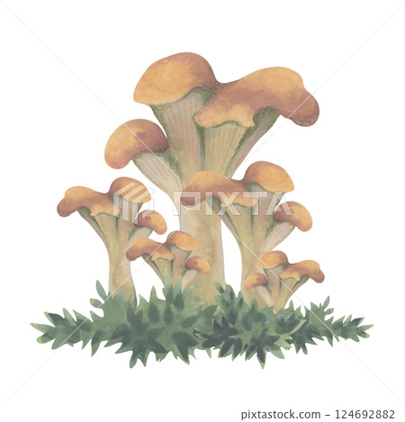Watercolor Chanterelle mushrooms on grass - autumn illustration Watercolor Chanterelle mushrooms on grass - autumn illustration 124692882