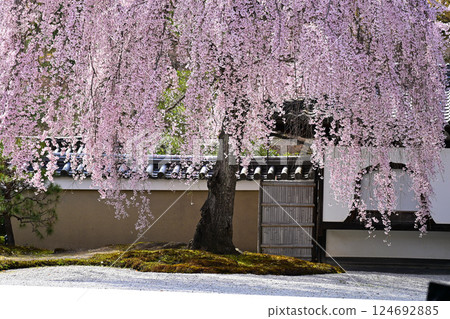 Weeping cherry blossoms at Kodaiji Temple 124692885