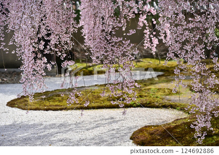 Weeping cherry blossoms in full bloom Weeping cherry blossoms in full bloom 124692886
