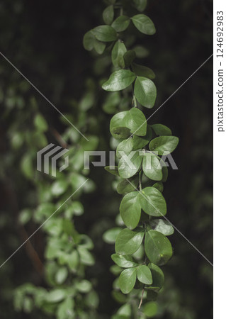 Leafy liana branch in a tree shade, natural abstract photo. Tree shadow in hot sunny day. Exotic plant foliage. Tropical garden element. Mangrove forest. Abstract background 124692983