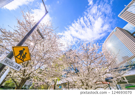Tokyo cityscape in Japan. Cherry blossoms in Ginza are in full bloom. View of Sukiyabashi Park, Yurakucho Marion, etc. 124693070