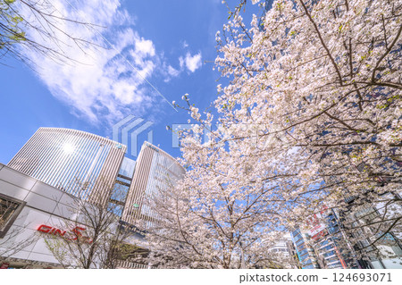 Tokyo cityscape in Japan. Cherry blossoms in Ginza are in full bloom. View of Sukiyabashi Park, Yurakucho Marion, etc. Tokyo cityscape in Japan. Cherry blossoms in Ginza are in full bloom. View of Sukiyabashi Park, Yurakucho Marion, etc. 124693071