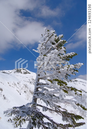 上州的霜樹和穗高山 上州的霜樹和穗高山 124693198