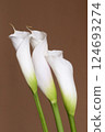 Calla lily flowers close up 124693274