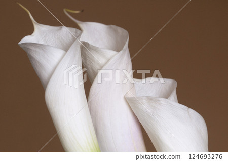 Calla lily flowers close up 124693276