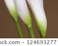 Calla lily flowers close up 124693277