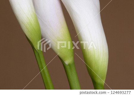 Calla lily flowers close up 124693277