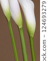 Calla lily flowers close up 124693279