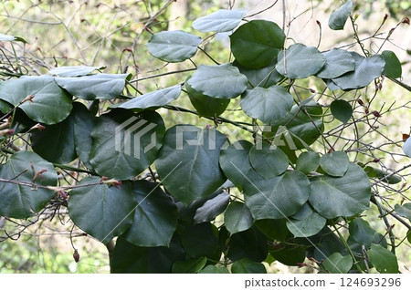 基喬蘭葉 124693296