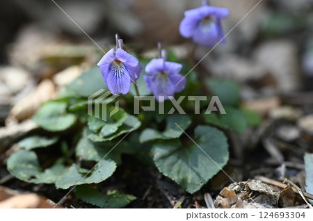 紫羅蘭預示著春天的到來 124693304