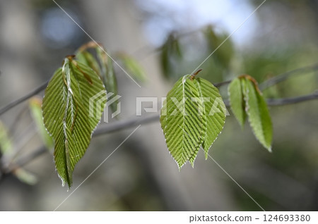 New leaves of Inu buna New leaves of Inu buna 124693380