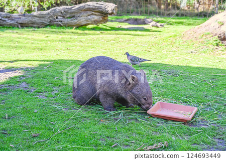 Machou Weidali Asia Book - : Moonlight Sacred Place, Machu Book (Fukuguma) Machou Weidali Asia Book - : Moonlight Sacred Place, Machu Book (Fukuguma) 124693449