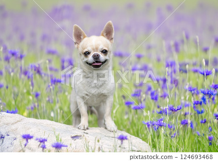 chihuahua in nature 124693468