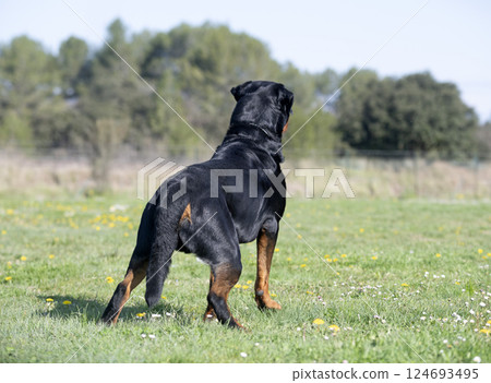 obedience training with a rottweiler obedience training with a rottweiler 124693495