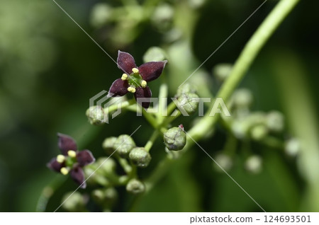 Aoki flowers blooming in the mountains in early spring 124693501