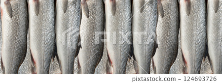 European seabass or Dicentrarchus labrax, whole raw labrax, branzino fish, European bass European seabass or Dicentrarchus labrax, whole raw labrax, branzino fish, European bass 124693726