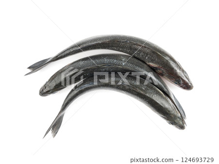 European seabass or Dicentrarchus labrax, whole raw labrax, branzino fish, European bass 124693729