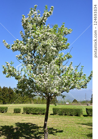 Ezo noko蘋果 124693834