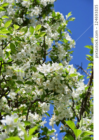 Ezo noko蘋果 124693835