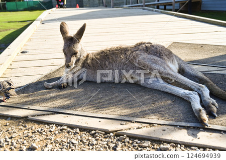 Funny kangaroo sleeping at Moonlight Sanctuary in Melbourne, Australia 124694939