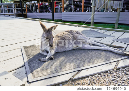 Funny kangaroo sleeping at Moonlight Sanctuary in Melbourne, Australia Funny kangaroo sleeping at Moonlight Sanctuary in Melbourne, Australia 124694940