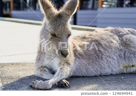Funny kangaroo sleeping at Moonlight Sanctuary in Melbourne, Australia 124694941