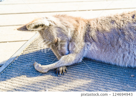 Funny kangaroo sleeping at Moonlight Sanctuary in Melbourne, Australia 124694943