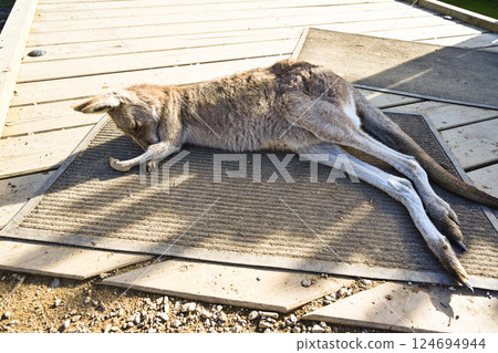 Funny kangaroo sleeping at Moonlight Sanctuary in Melbourne, Australia Funny kangaroo sleeping at Moonlight Sanctuary in Melbourne, Australia 124694944
