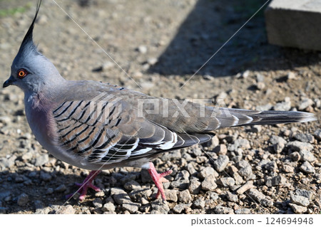 澳洲墨爾本月光保護區的冠鴿 124694948