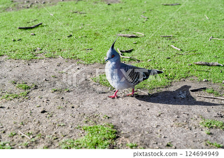 澳洲墨爾本月光保護區的冠鴿 124694949