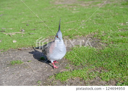 澳洲墨爾本月光保護區的冠鴿 124694950