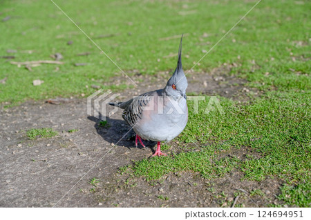 Crowned Pigeon at Moonlight Sanctuary, Melbourne, Australia Crowned Pigeon at Moonlight Sanctuary, Melbourne, Australia 124694951