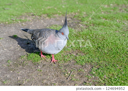 Crowned Pigeon at Moonlight Sanctuary, Melbourne, Australia 124694952