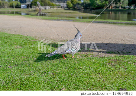 澳洲墨爾本月光保護區的冠鴿 124694953
