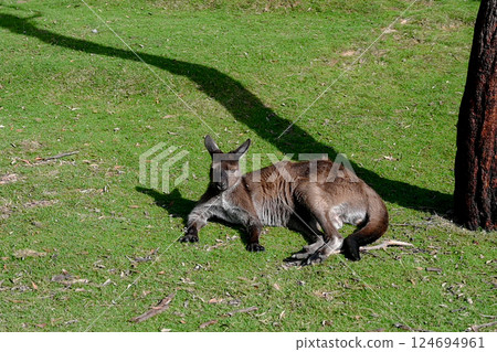 澳洲墨爾本月光保護區草地上的袋鼠 124694961