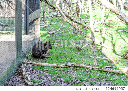Kangaroos on the grass at Moonlight Sanctuary in Melbourne, Australia Kangaroos on the grass at Moonlight Sanctuary in Melbourne, Australia 124694967