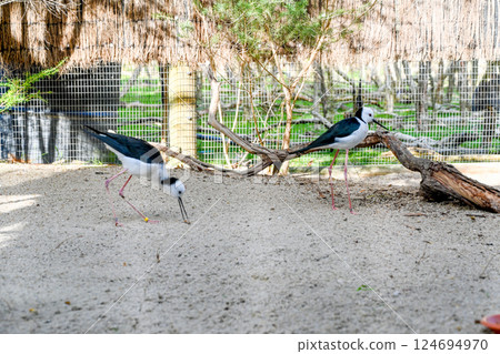 馬丘月光保護區鳥類公園 (黑翅長尾鷹) 124694970